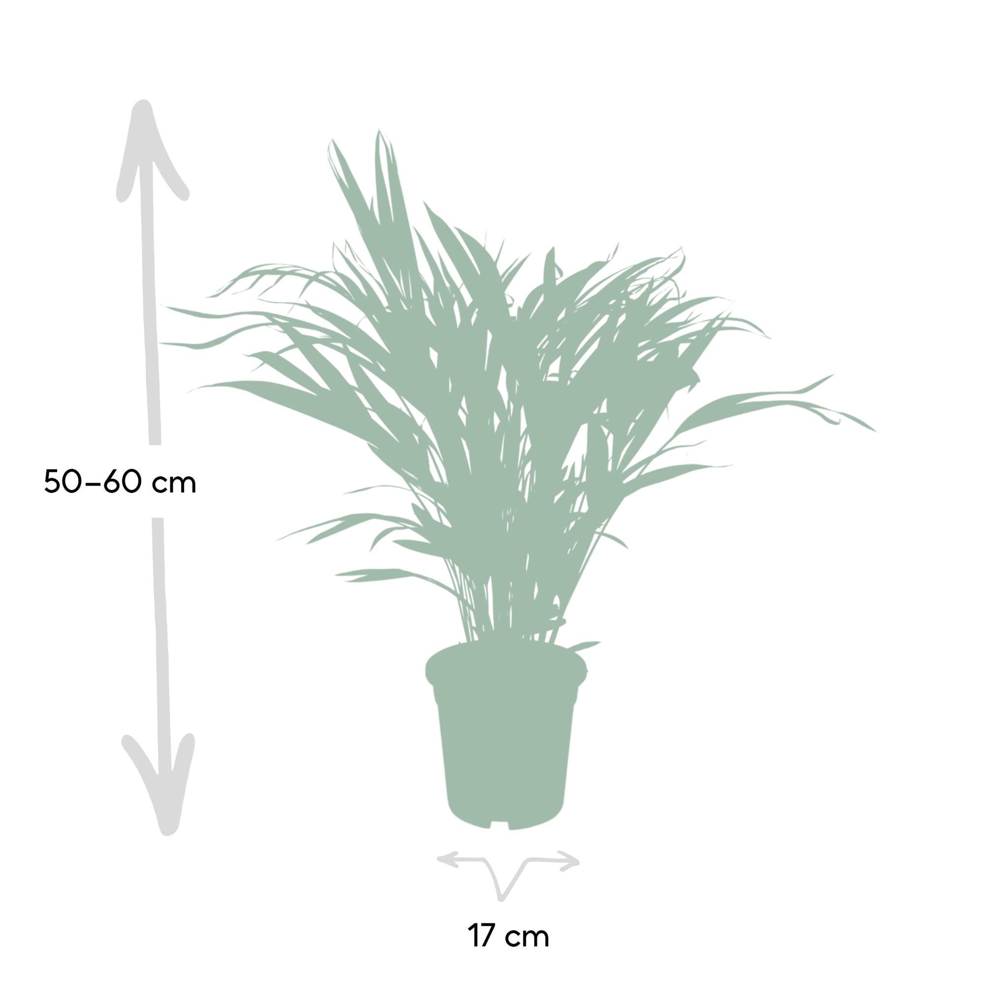 Dypsis Lutescens - Areca - Ø17cm - ↕60cm, groene kamerplant in plantenpot, schematische weergave met afmetingen.
