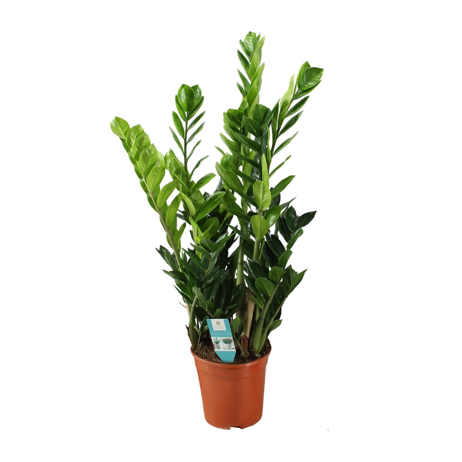 Zamioculcas 21cm - Ø21cm - ↕100cm in een aardekleurige pot, groene kamerplant met glanzende bladeren.