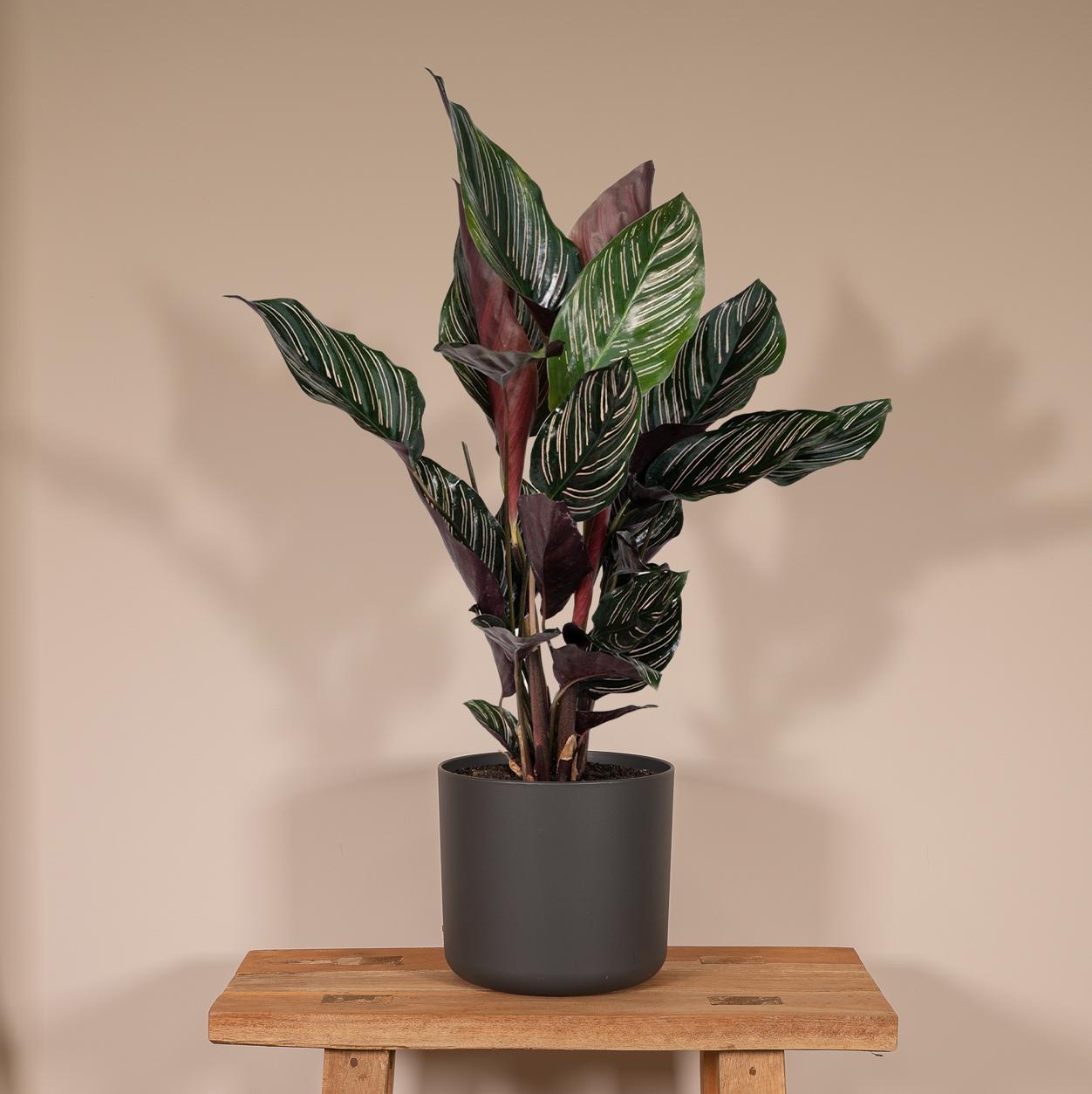 Calathea Ornata - Ø14cm - ↕50cm in a dark planter on a wooden table, featuring vibrant green and burgundy patterned leaves.