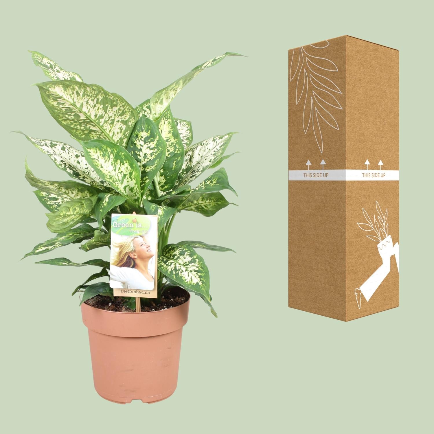 Dieffenbachia Compacta - Ø17cm - ↕45cm, groene plant in een beige plantenpot, met doos naast de plant.