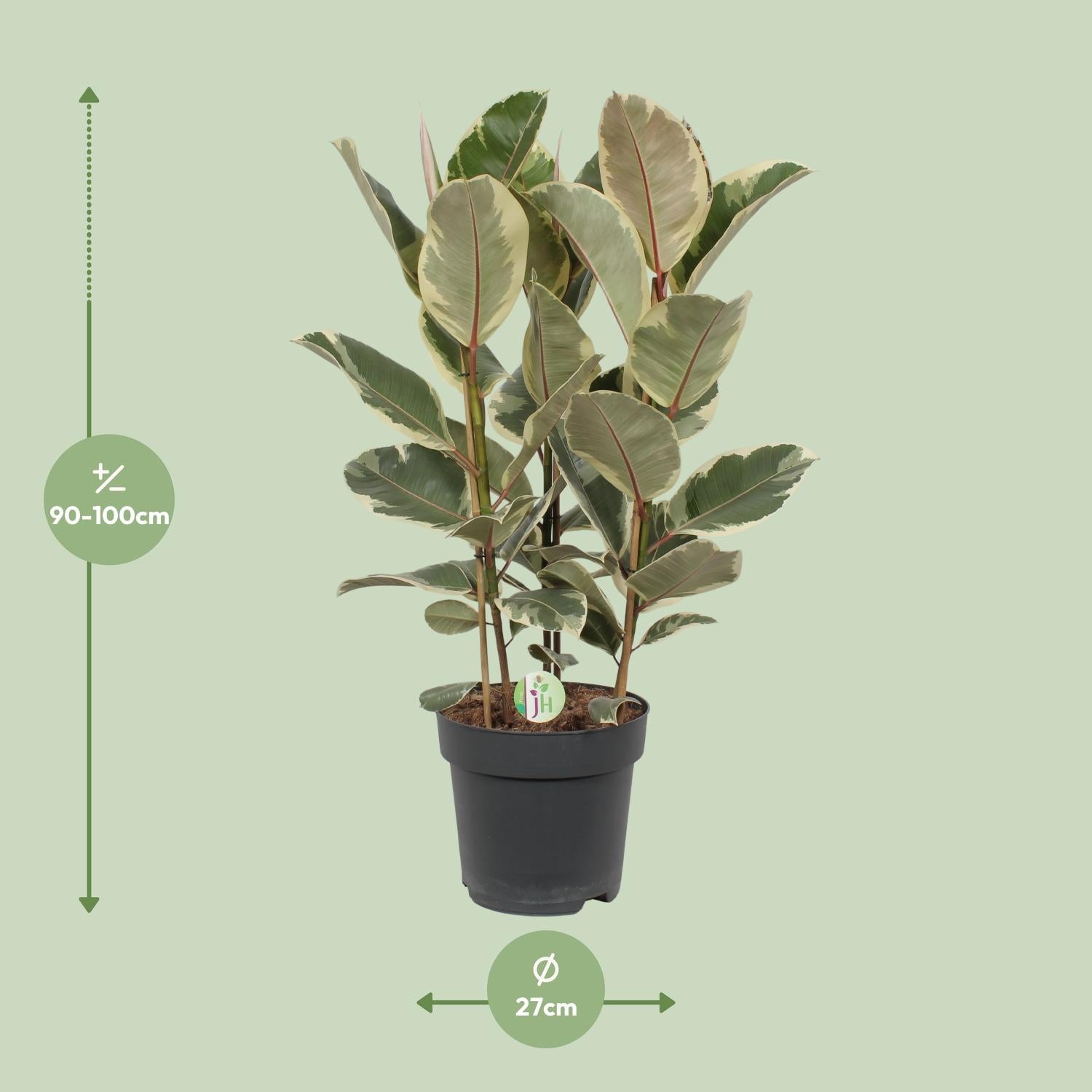 Ficus Tineke - Ø27cm - ↕85cm in zwarte plantenpot, groene bladeren met crÃ¨mekleurige tinten, omgeving minimalistisch.