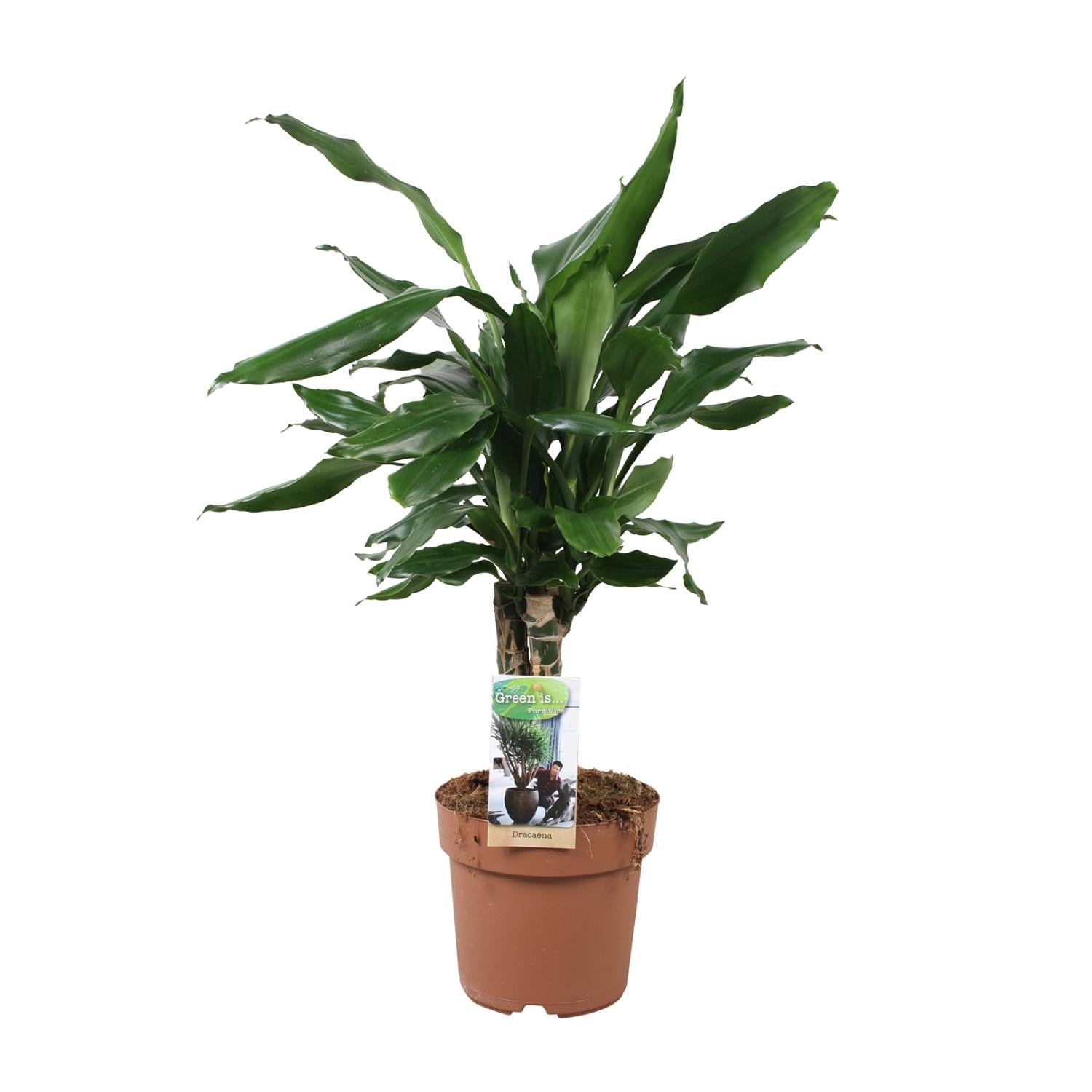 Dracaena Fagrans Steudneri Green - Ø17cm - ↕55cm in a brown pot, surrounded by soil, indoor plant for terrariums.