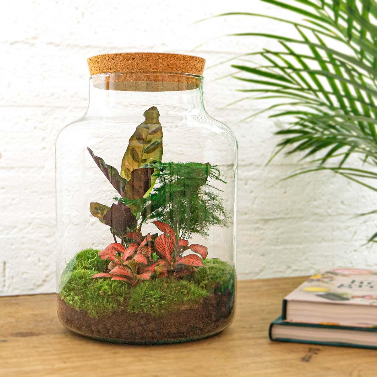 DIY terrarium - Milky - ↕ 30 cm - Normal met verschillende groene planten, mos en een kurken deksel.