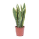 Sansevieria