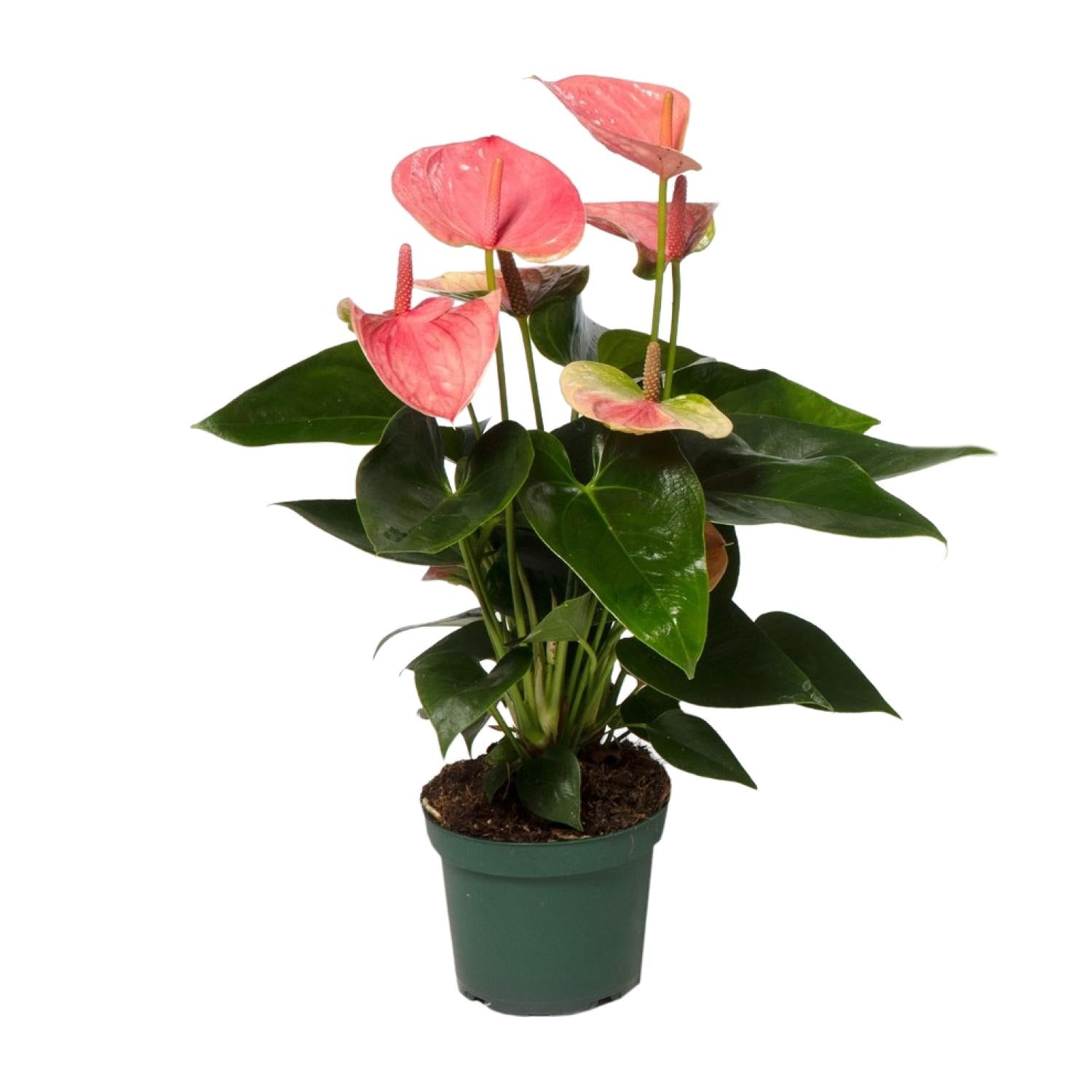 Anthurium Sweet Dream - Ø12cm - ↕35cm in green pot, features pink heart-shaped flowers and lush green leaves.