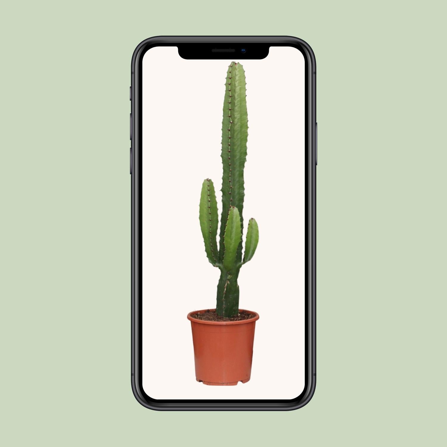 Euphorbia Acrurensis - Ø17cm - ↕50cm, groene plant in terracotta plantenpot, staand op een lichtgekleurde achtergrond.