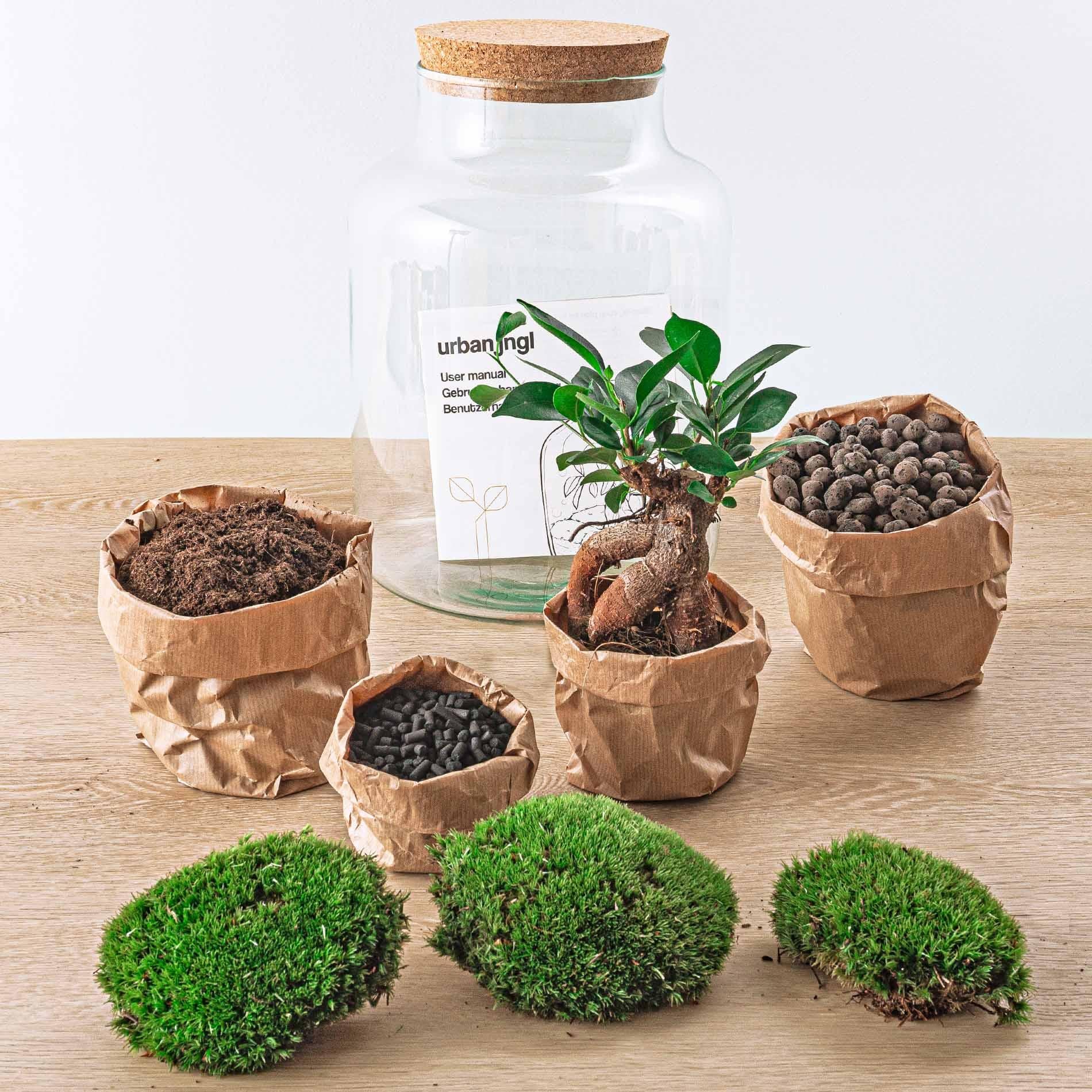 DIY terrarium - Milky with bonsai - ↕ 30 cm - Normal with bonsai, soil, pebbles, and moss on wooden table.