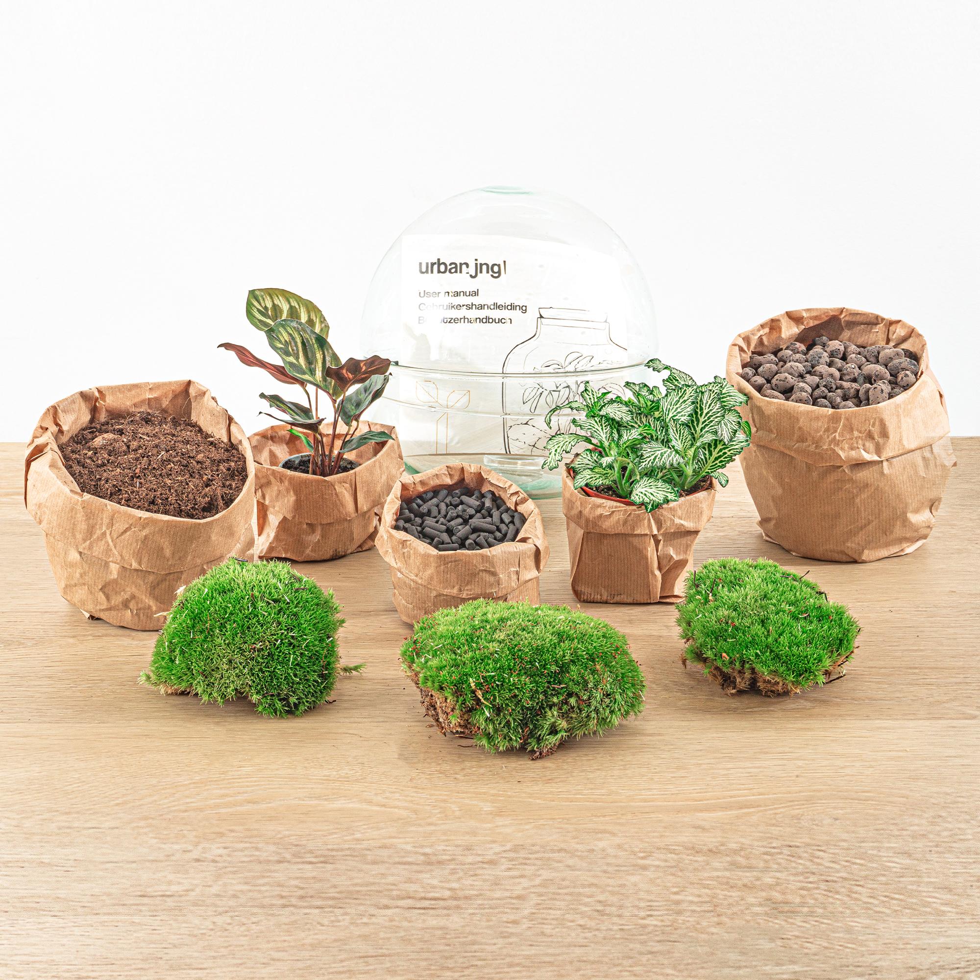 DIY terrarium - Dome - ↕ 20 cm - Normal with soil, plants, and moss in paper pots on a wooden surface.