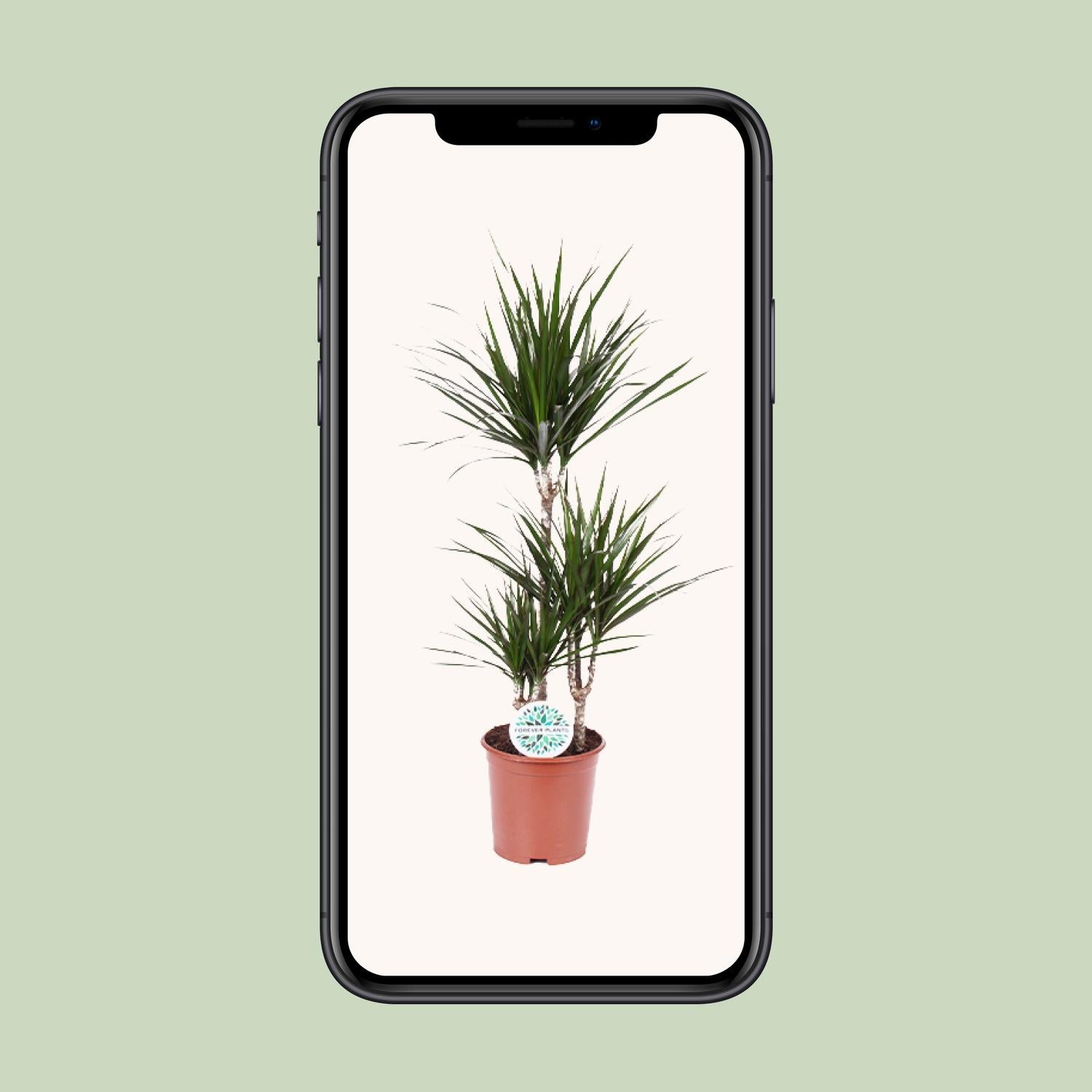 Dracaena Marginata - Ø21cm - ↕115cm in a brown planter, displayed on a light background, showcasing its green leaves.