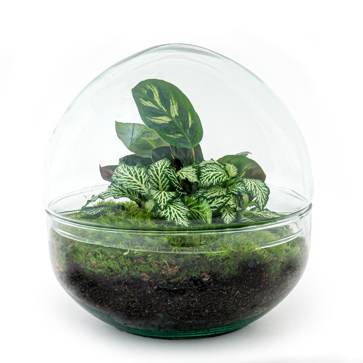 DIY terrarium - Dome - ↕ 20 cm - Normal with diverse green plants, moss, and soil, encased in a clear dome-shaped glass.