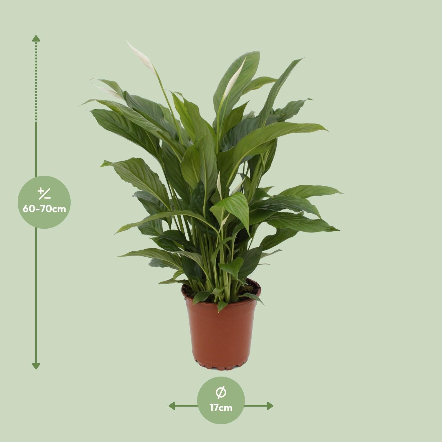 Spathiphyllum Torelli P17 - Ø17cm - ↕65cm in een bruine plantenpot met groene bladeren tegen een lichte achtergrond.