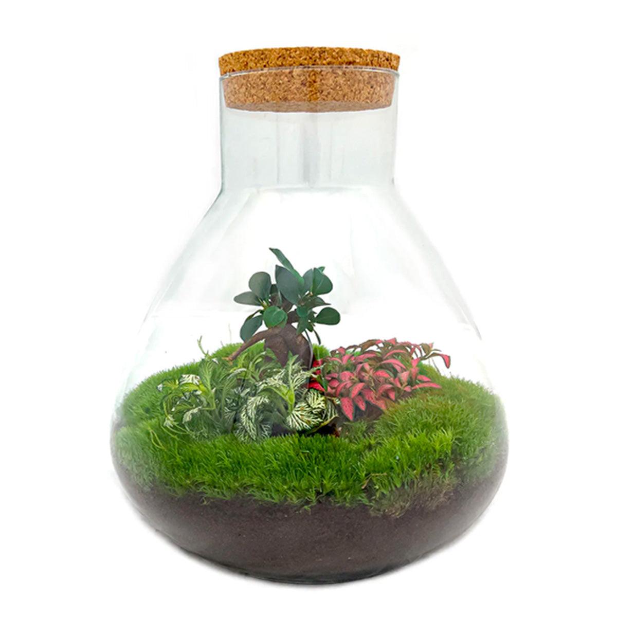 Sam XL Bonsai - DIY Terrarium - 32 cm hoog met groene planten en mos in een glas pot met kurken deksel.