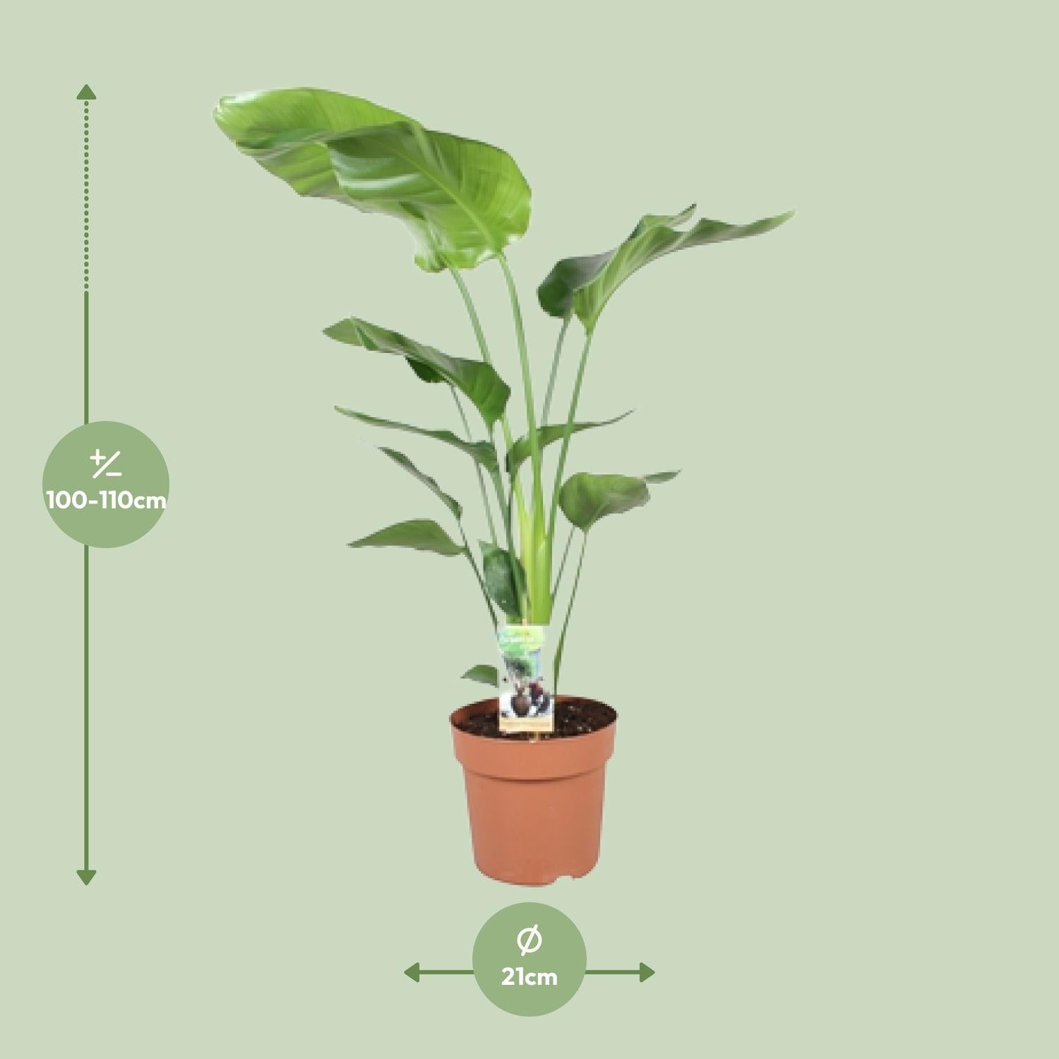 Strelitzia Nicolai - Ø21cm - ↕90cm, groene kamerplant in terracotta plantenpot, 100-110cm hoog, frisse, tropische uitstraling.
