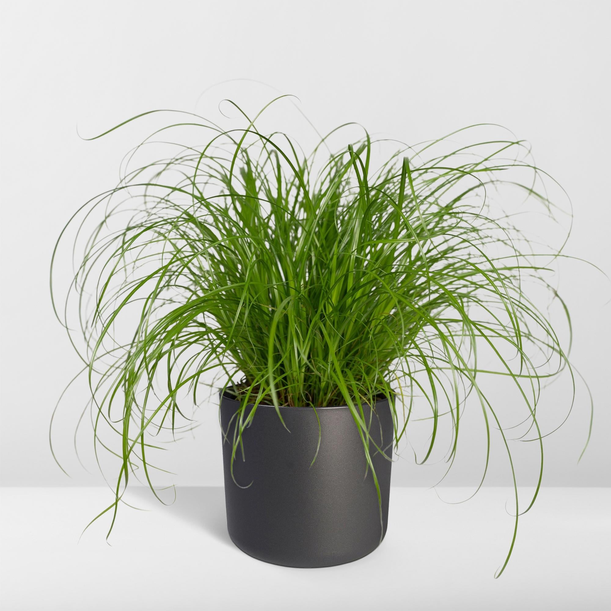 Cyperus Alternifolius - Cat grass - Ø12cm - ↕20cm in black pot, vibrant green plant, bright indoor setting.
