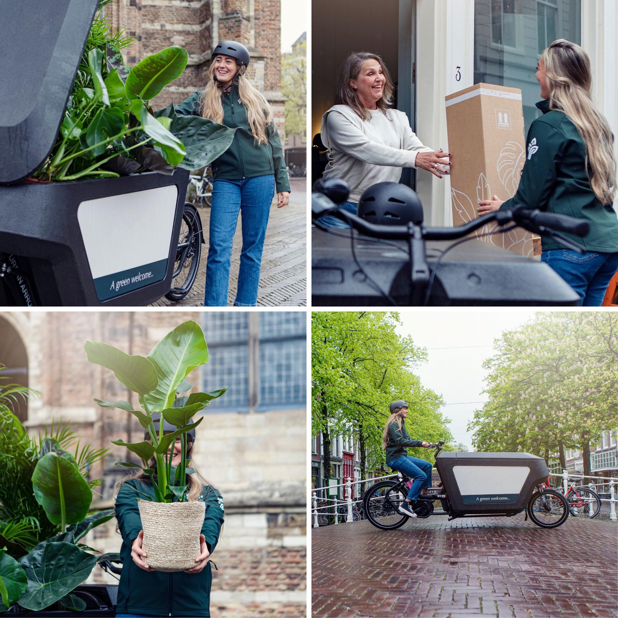 Calathea Warscewiczii - Peacock plant - Ø19cm - ↕70cm in a delivery box on a bike, surrounded by greenery and people.
