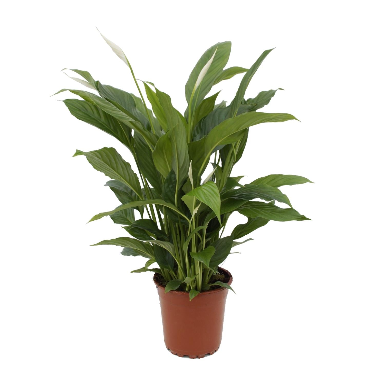 Spathiphyllum Torelli P17 - Ø17cm - ↕65cm in brown plastic plantenpot, groene bladeren, witte bloemen.