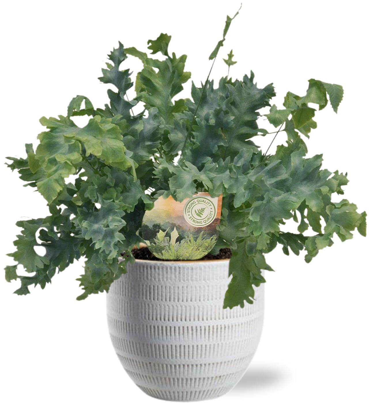 Phlebodium Davana - Ø12cm - ↕35cm + Beau Pot D14x13cm - White in a textured white pot with lush green foliage.
