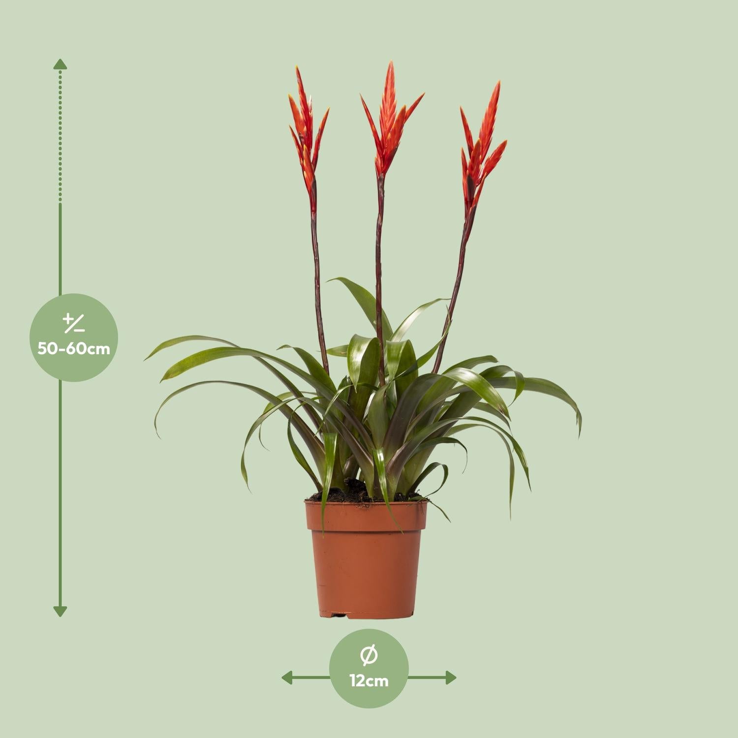 Vriesea Elan Toef - Ø12cm - ↕55cm, groene kamerplant in een bruine plantenpot, met heldere bloemen, op een groene achtergrond.