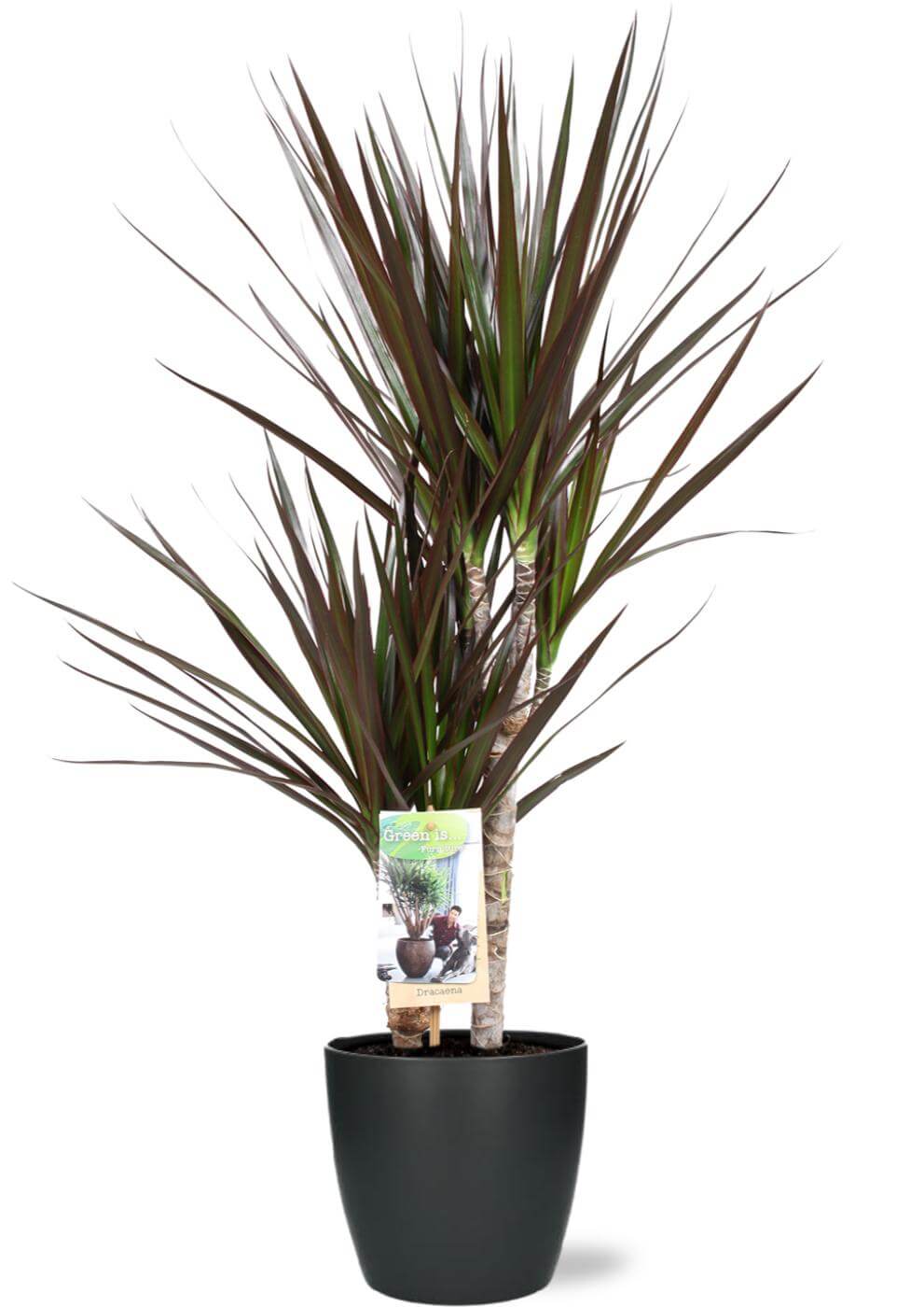 Dracaena
