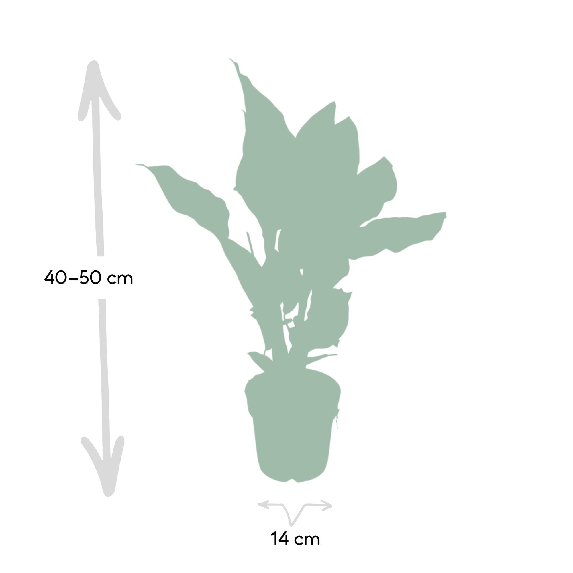 Calathea Ornata - Ø14cm - ↕50cm, groene plant in een plantenpot, weergegeven zonder details, geschikt voor terrarium.