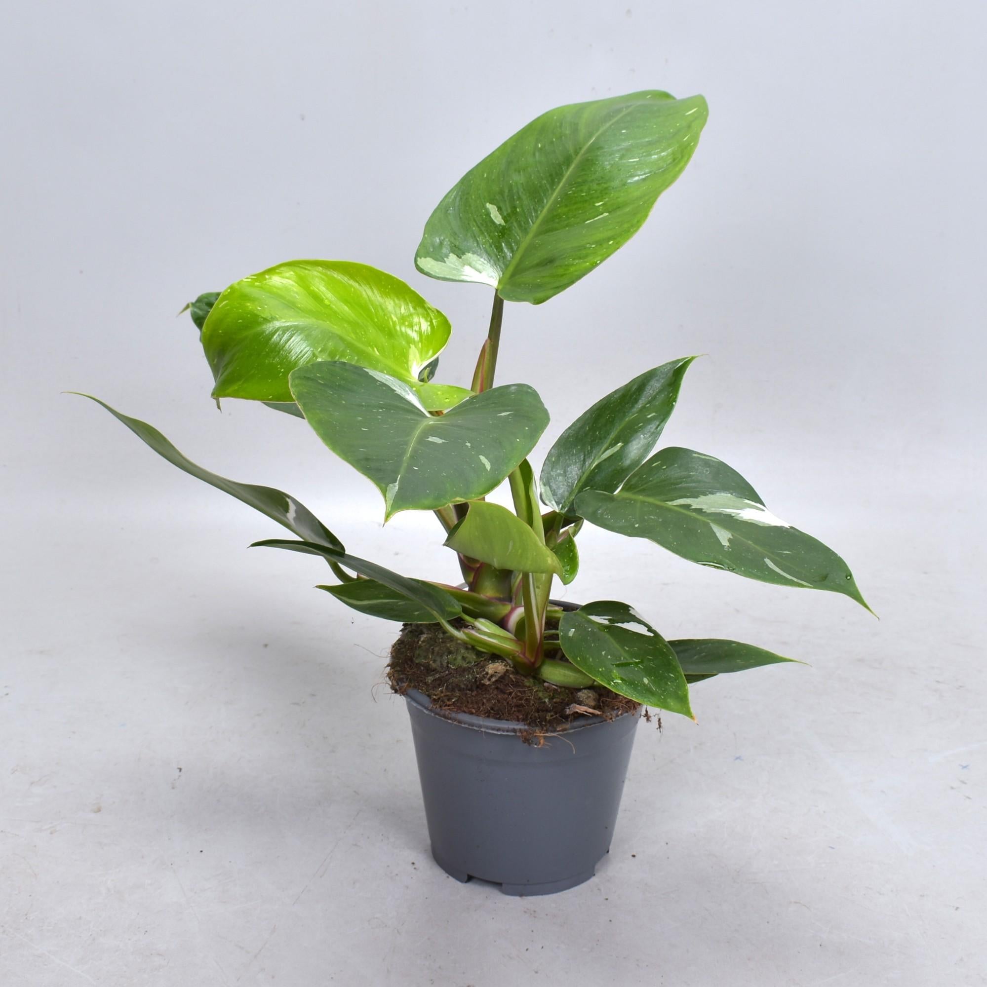 Philodendron White Princess (Decorum) - Ø14cm - ↕35cm in gray plantenpot met groene bladeren, slaapkameromgeving.