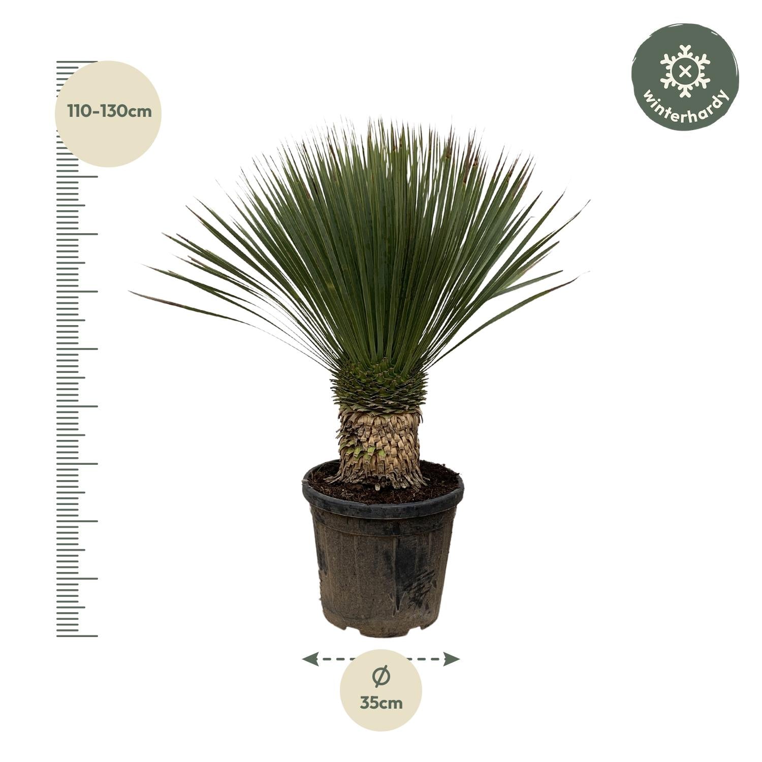 Yucca Rostrata - 100cm- Ø38