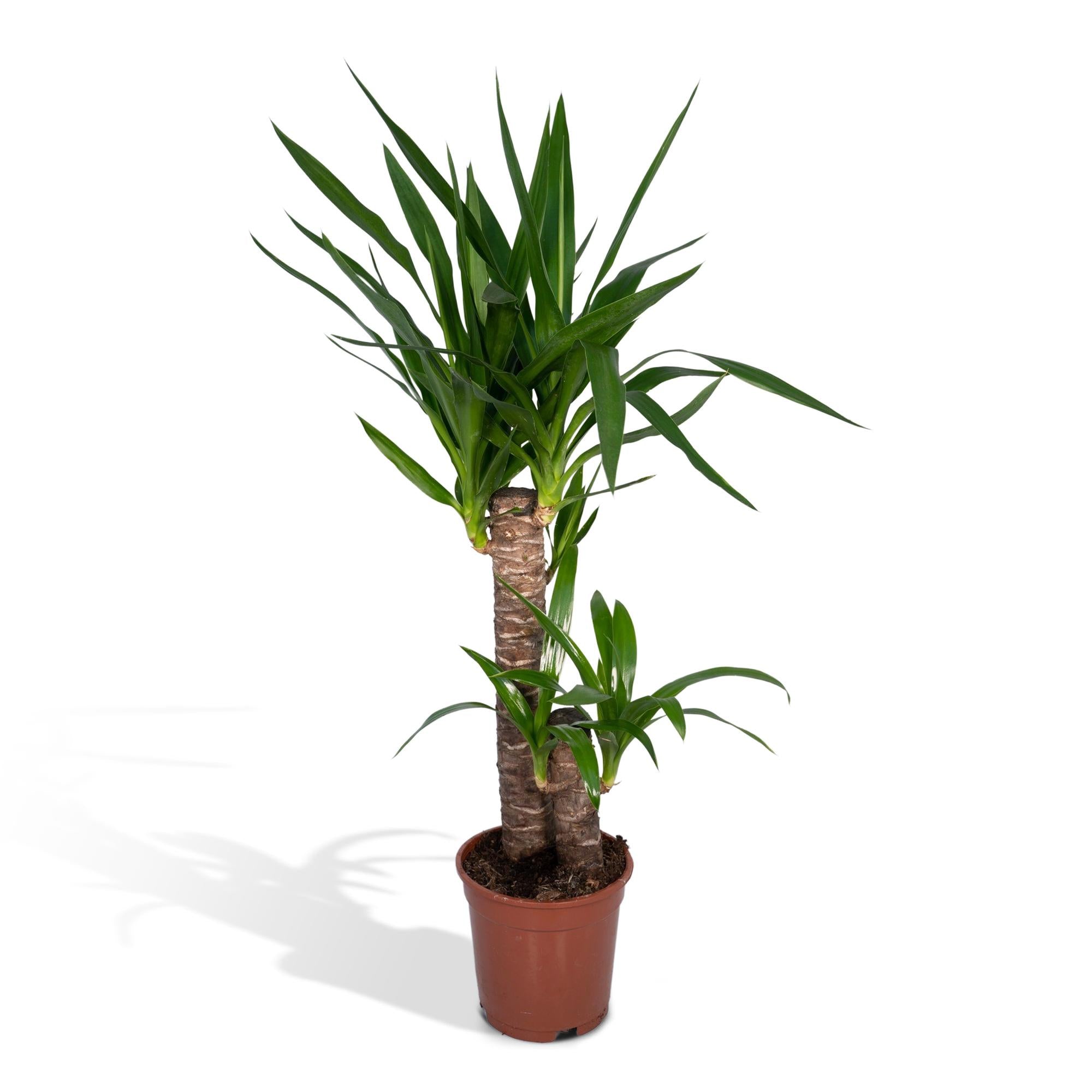 Yucca Elephantipes - Ø17cm - ↕85cm in a brown pot, green leaves, placed on a white background.