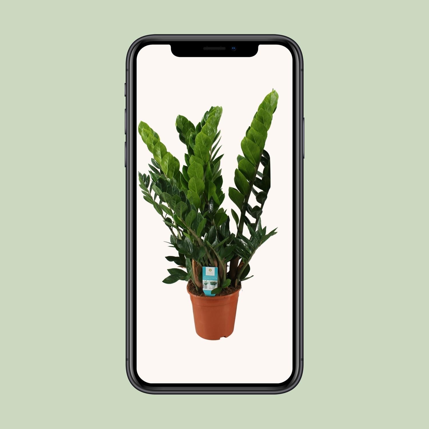 Zamioculcas Zamiifolia - Ø21cm - ↕80cm in een terracotta plantenpot, groene bladeren, in een smartphone afbeelding.