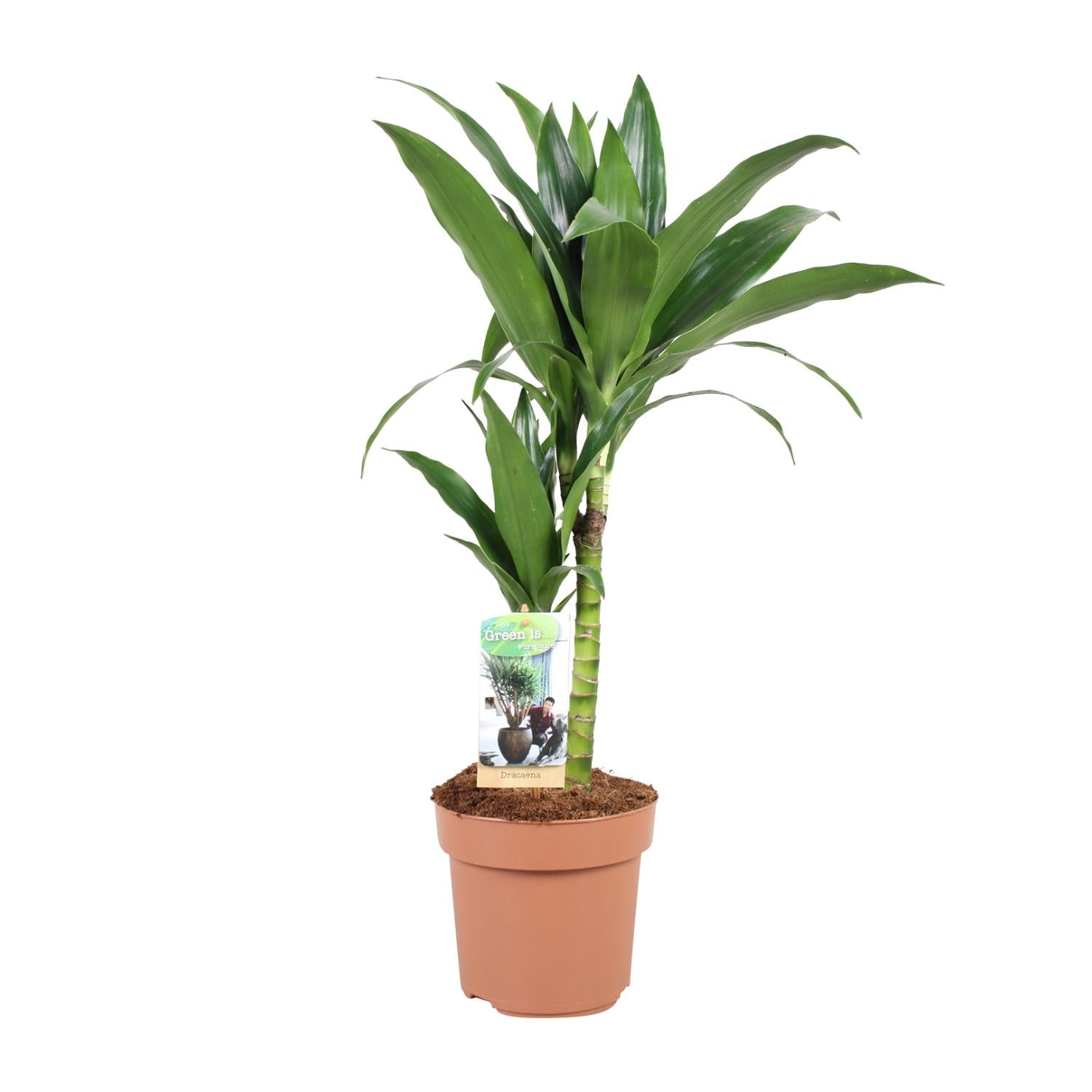 Dracaena Janet Craig 30-15 - Ø17cm - ↕60cm in een terracotta plantenpot, groene bladeren, indoor omgeving.