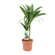 Dracaena