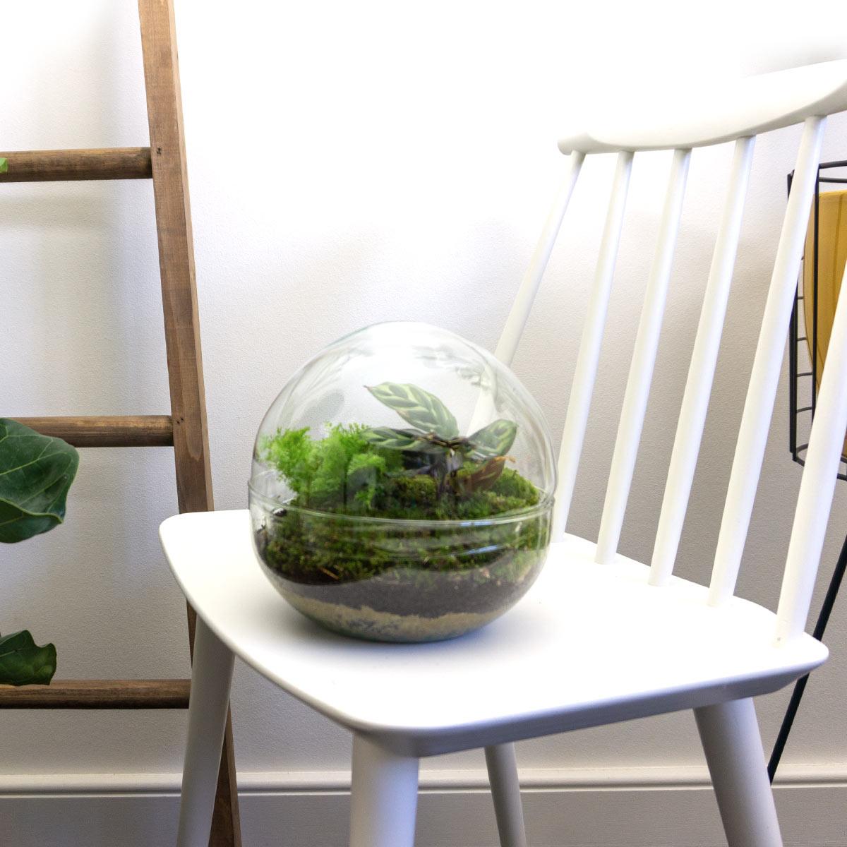 DIY terrarium - Dome - ↕ 20 cm - Normal on a white chair, featuring green plants and moss inside a glass dome.