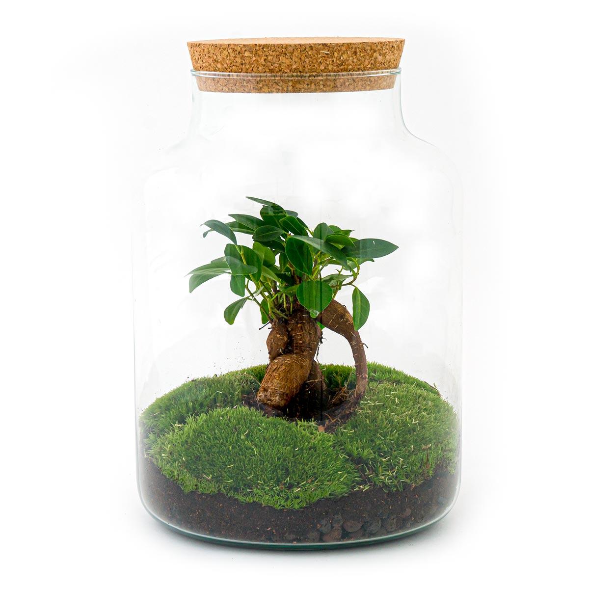 DIY terrarium - Milky with bonsai - ↕ 30 cm - Normal in a glass jar with green moss and soil.