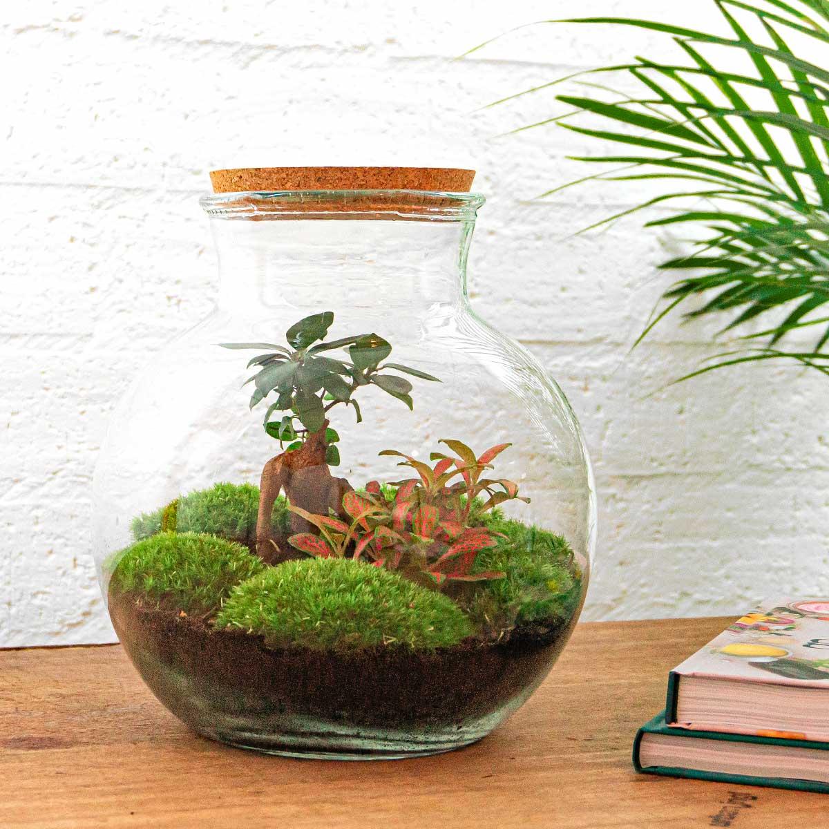 DIY terrarium - Teddy bonsai - ↕ 26,5 cm - Normal with green plants, moss, and a cork lid in a glass pot on a wooden table.