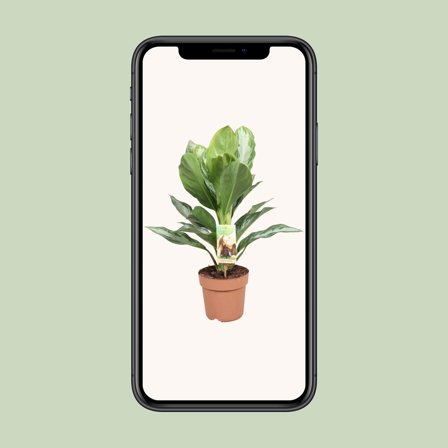 Aglaonema Silver Bay - Chinese Evergreen - Ø17cm - ↕55cm in a brown plants pot displayed on a mobile phone.