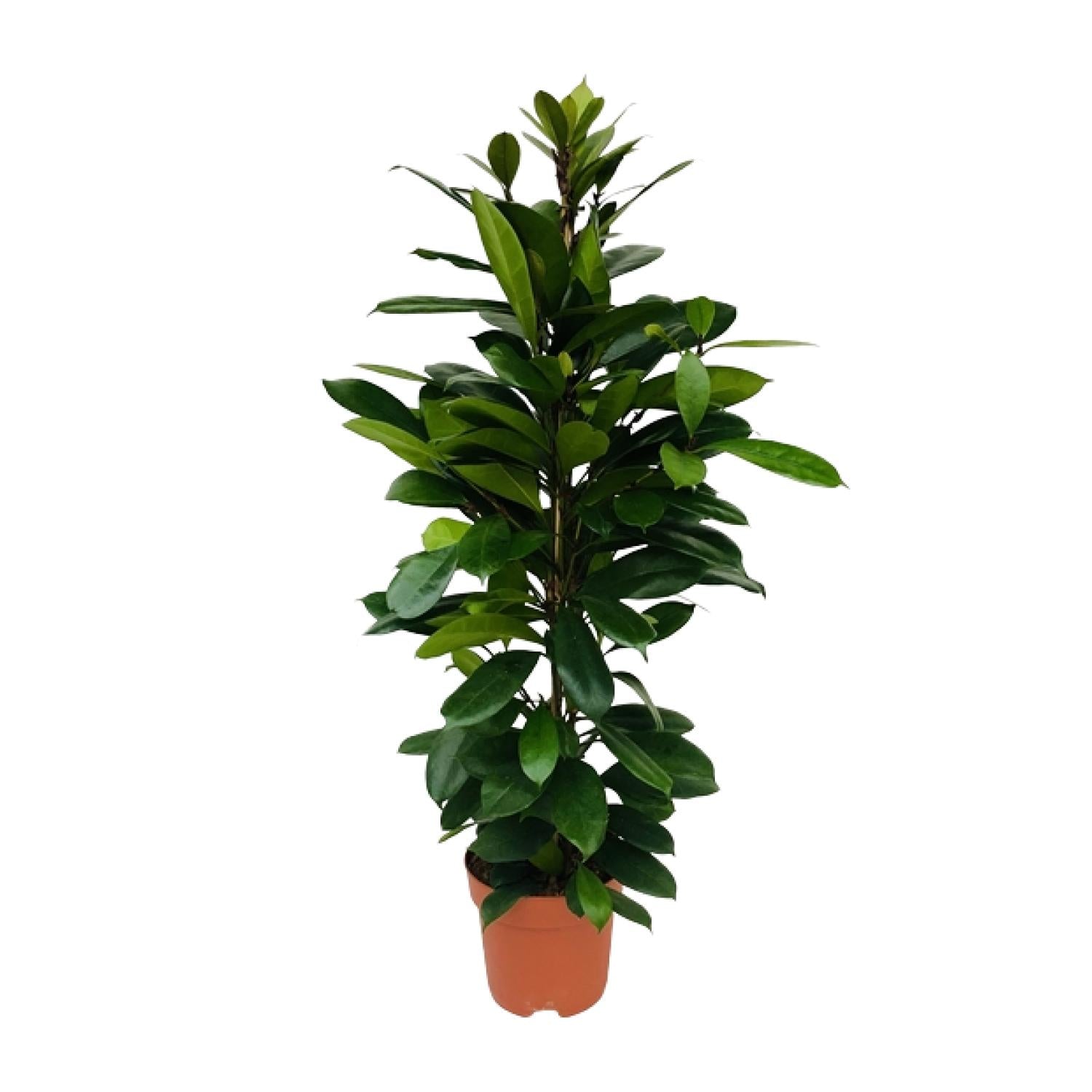 Ficus Cyathistipula - Ø21cm - ↕105cm in een oranje plantenpot, met groene bladeren, staande op een witte achtergrond.