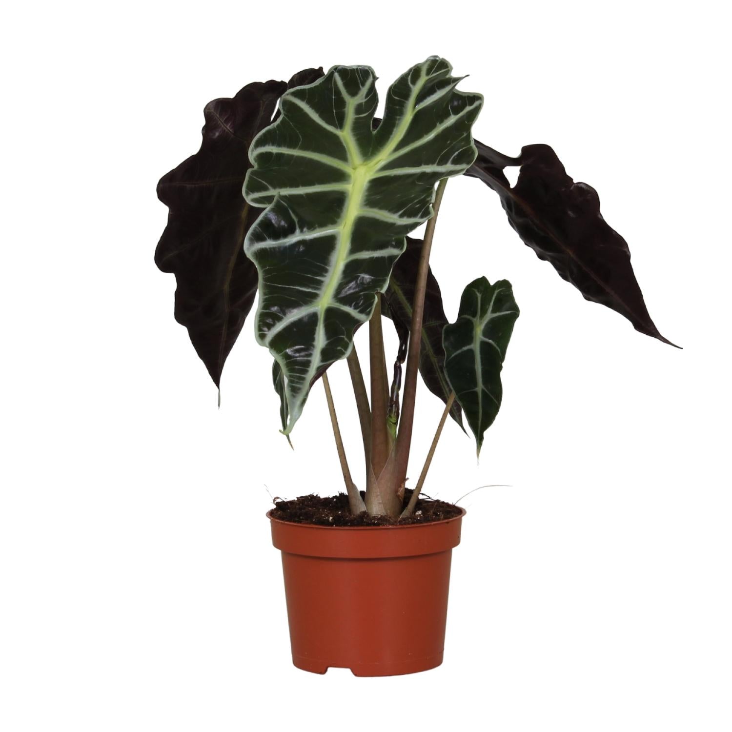 Alocasia Amazonica Polly - Ø12cm - ↕30cm in a brown pot, featuring lush green leaves with dark veins, ideal as a kamerplant.