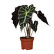 Alocasia