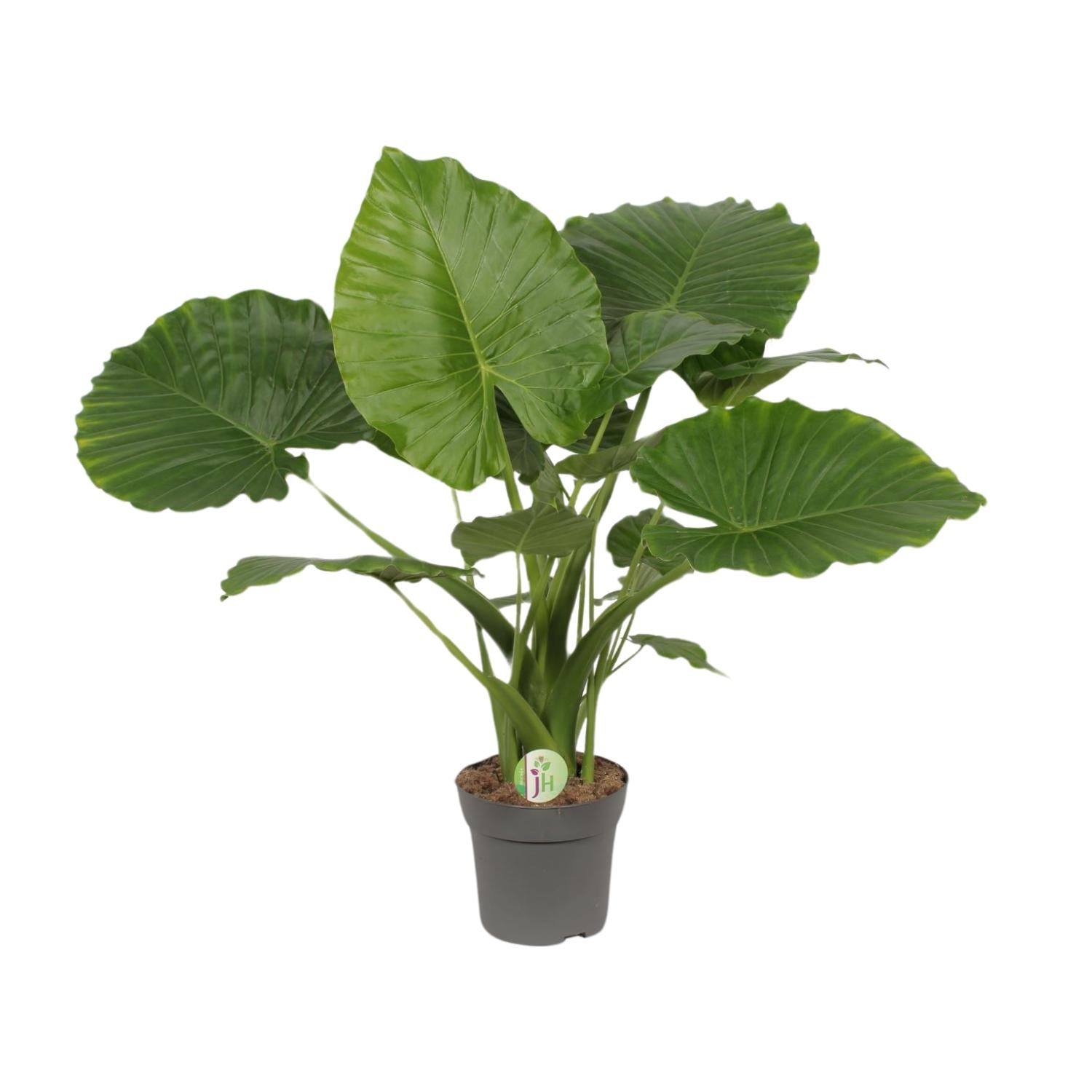 Alocasia Gageana California - Ø21cm - ↕80cm, groene kamerplant in donkere plantenpot, grote bladeren, prachtig in terrarium.