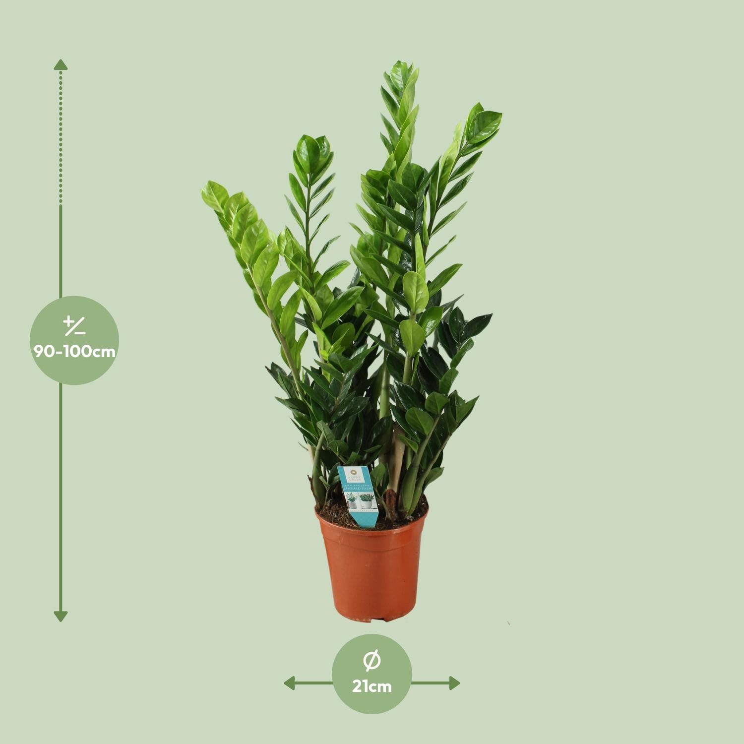 Zamioculcas 21cm - Ø21cm - ↕100cm in een terracotta plantenpot, groene bladeren, binnenomgeving, hoogte 90-100cm.