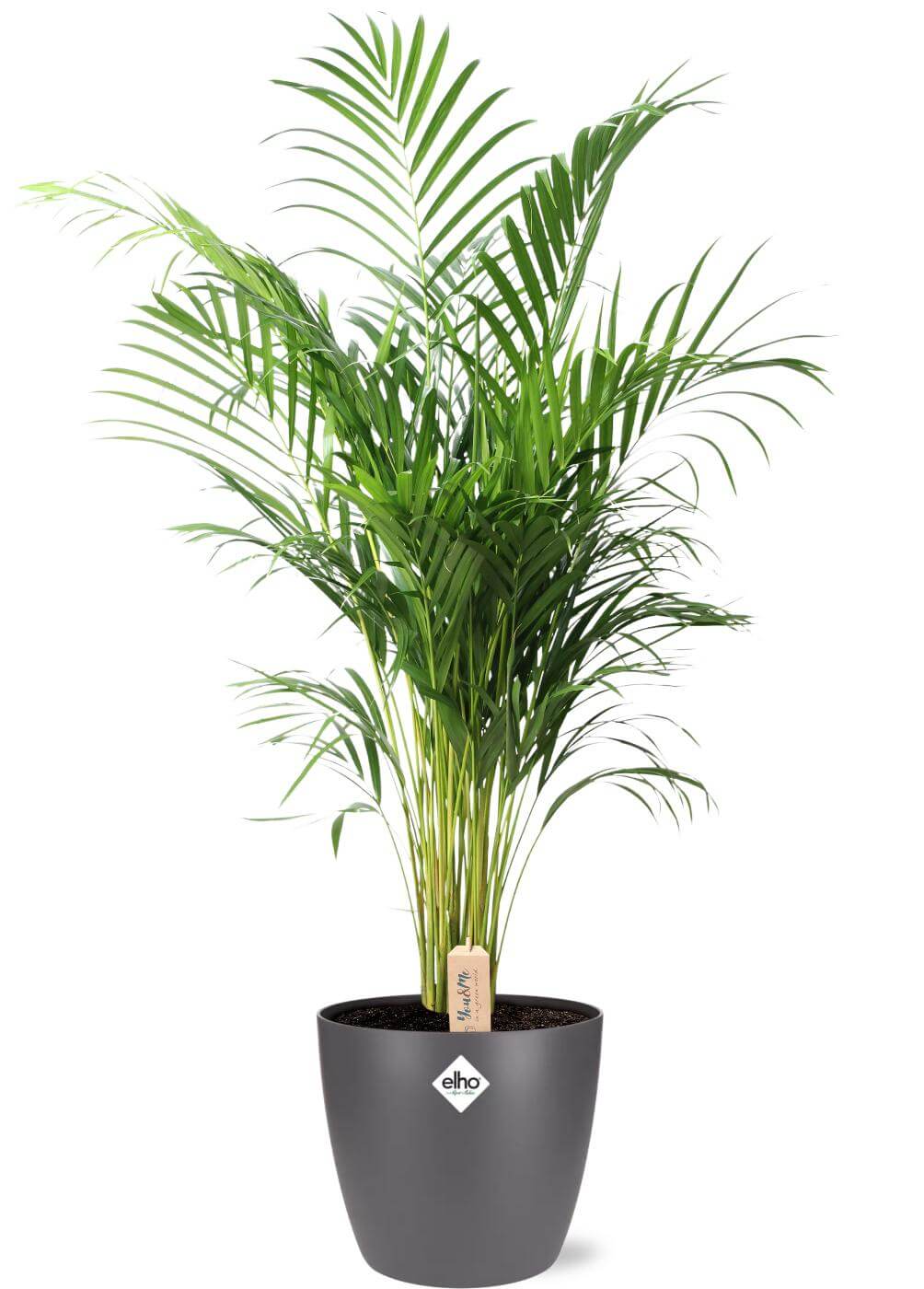 Areca - Dypsis Lutescens