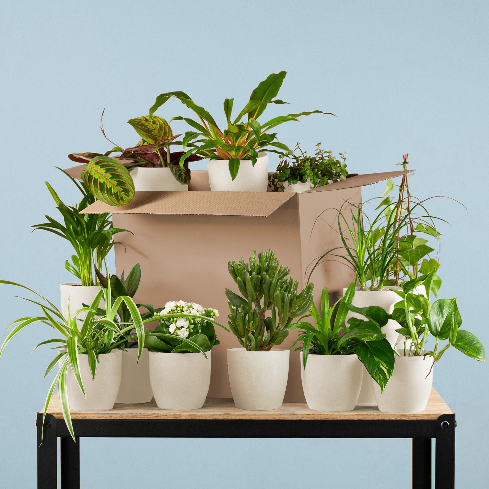 Green Misfitbox (12 pieces) - incl. 12 x pot Viber white. Diverse kamerplanten in witte potten op een tafel met een doos.
