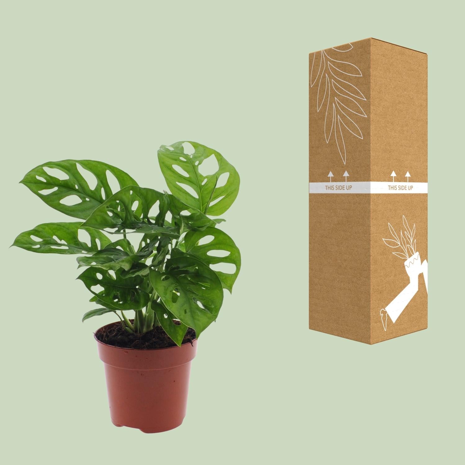 Monstera Monkey Leaf (Hole Plant) - Ø12cm - ↕30cm in a brown pot, beside eco-friendly packaging, green background.