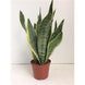 Sansevieria