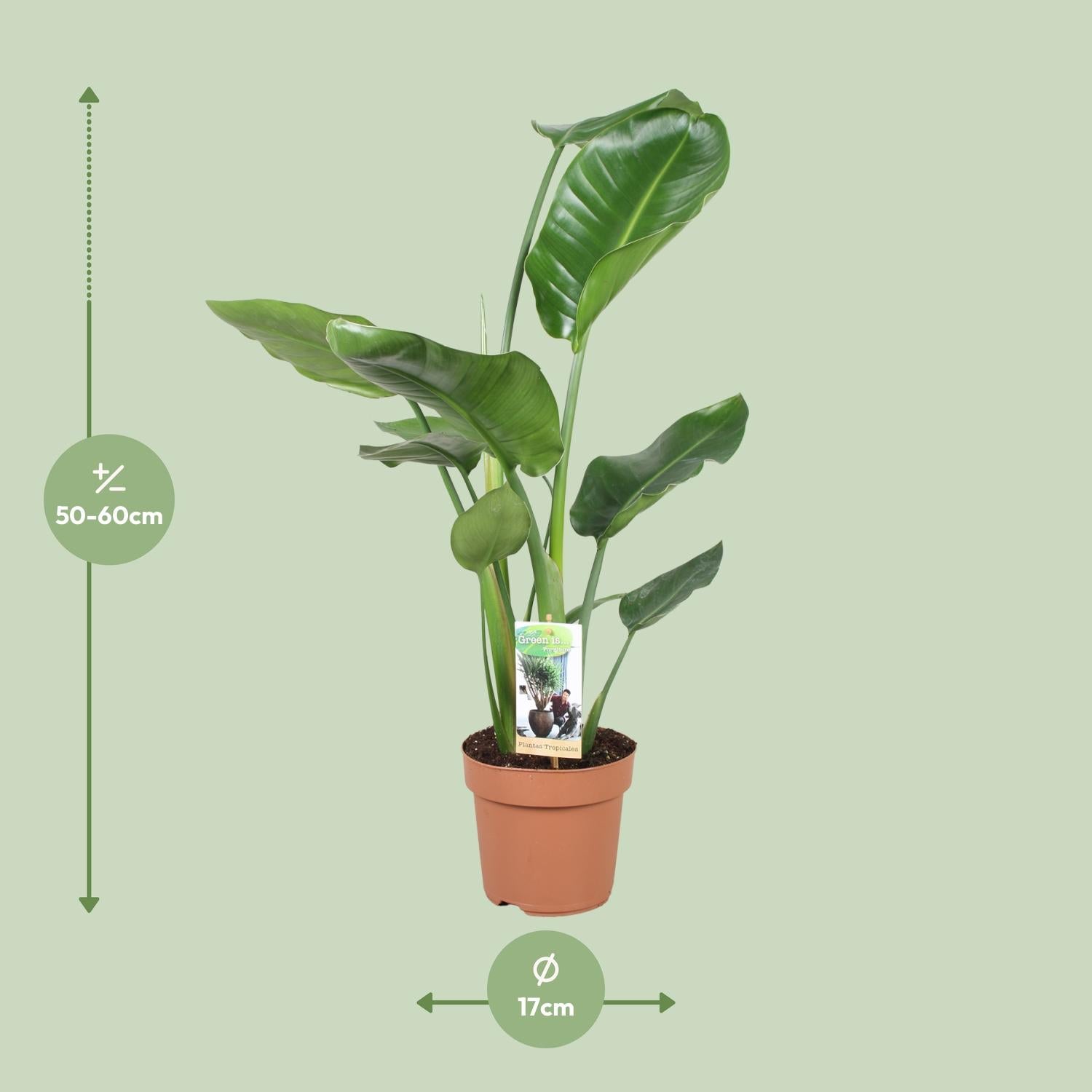 Strelitzia Nicolai - Ø17cm - ↕60cm, groene kamerplant in terracotta pot, bladeren breed en glanzend, binnenomgeving.