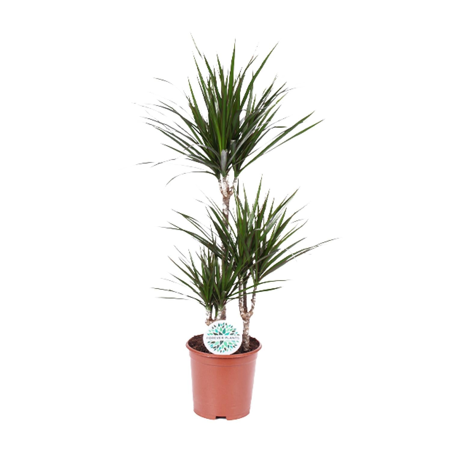 Dracaena Marginata - Ø21cm - ↕115cm in a brown pot, indoors, vibrant green leaves, height about 115cm.