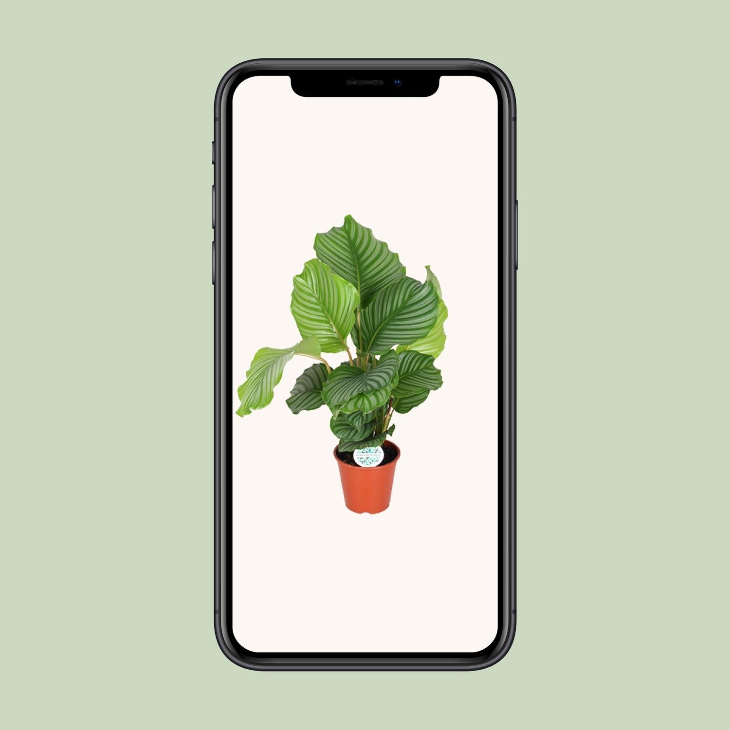 Calathea Orbifolia - Ø17cm - ↕60cm in a terracotta pot, displayed on a smartphone, vibrant green leaves.