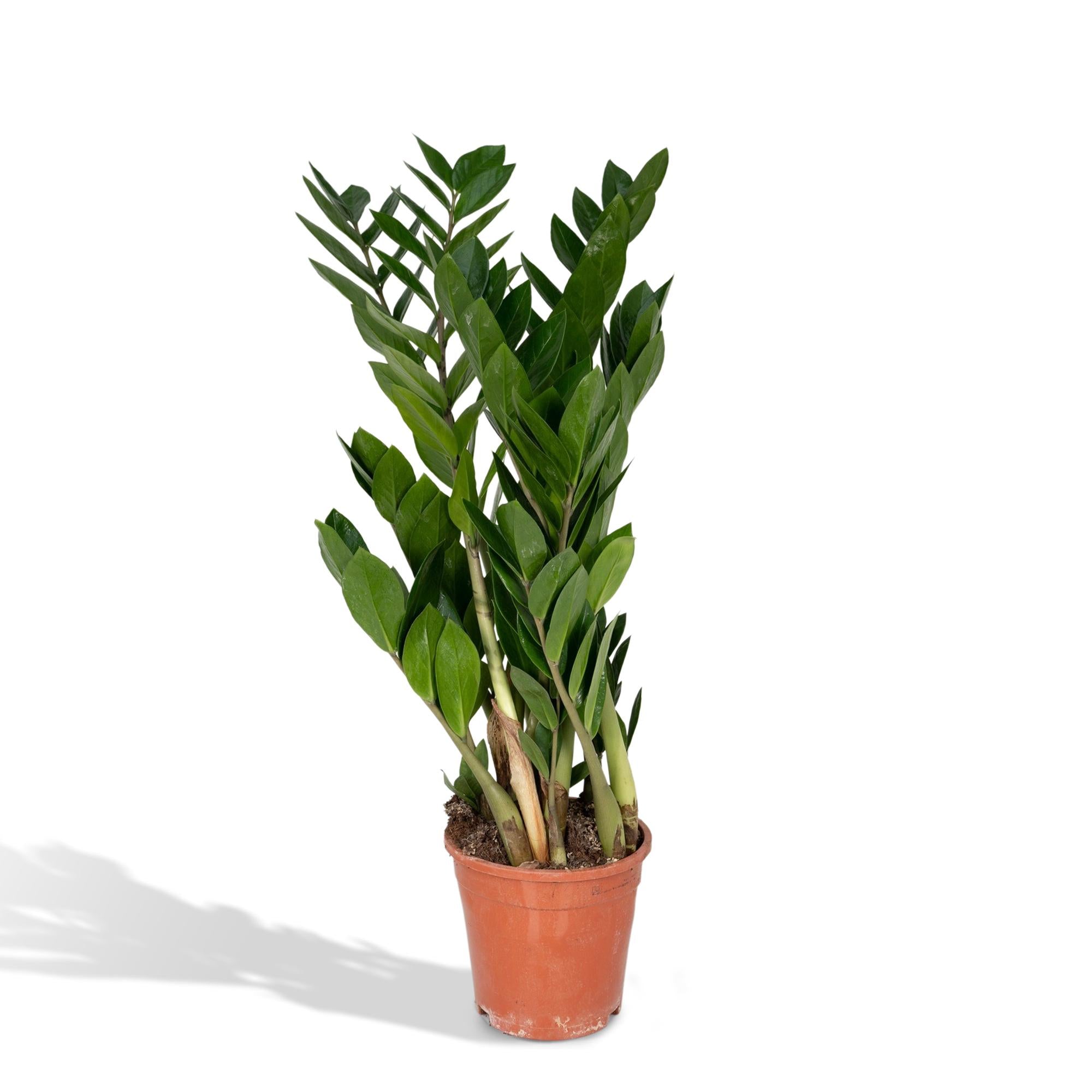 Zamioculcas Zamiifolia - Ø17cm - ↕70cm in een terracotta plantenpot, groene kamerplant in semi-shade omgeving.