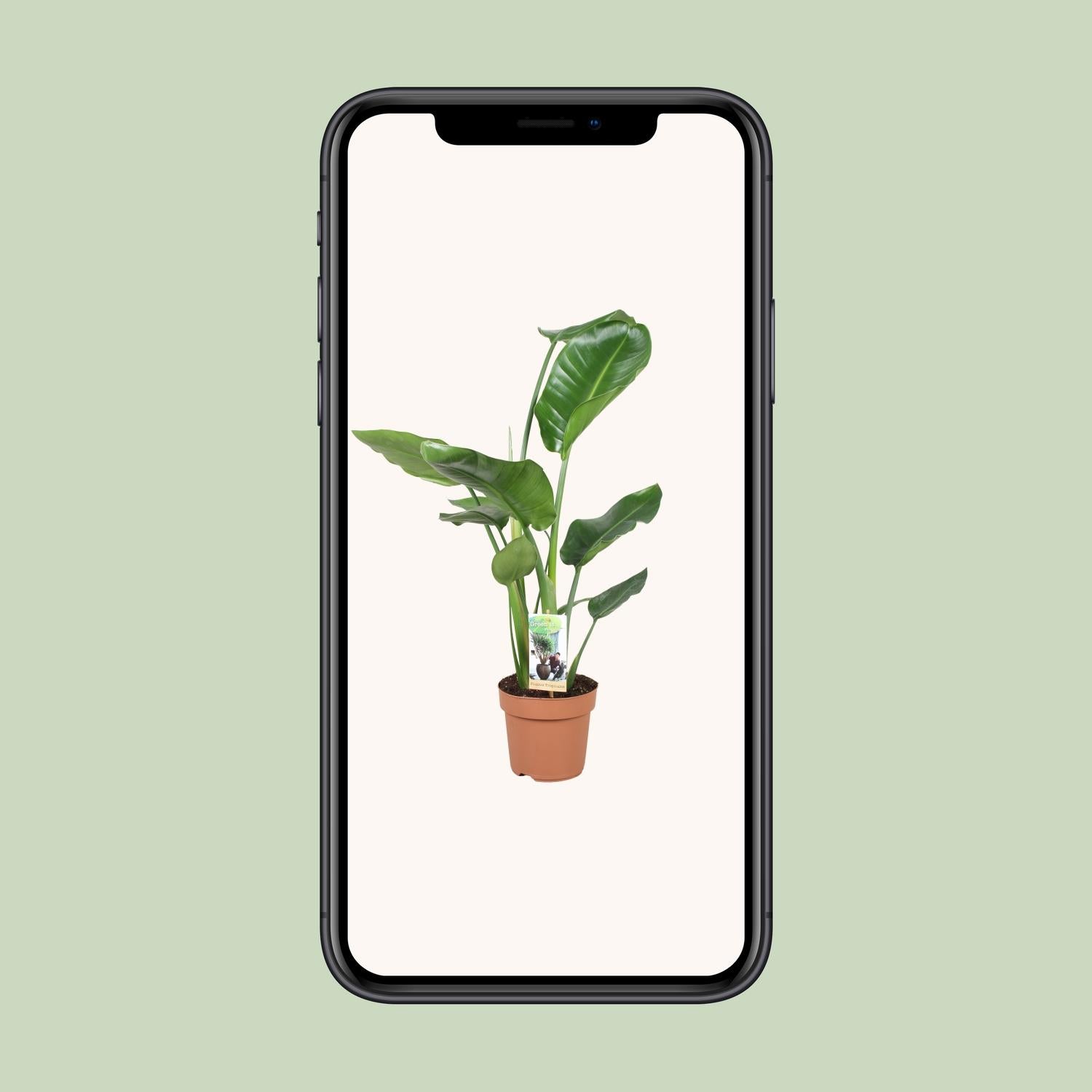 Strelitzia Nicolai - Ø17cm - ↕60cm in a brown planter, a vibrant green indoor plant showcased on a mobile screen.