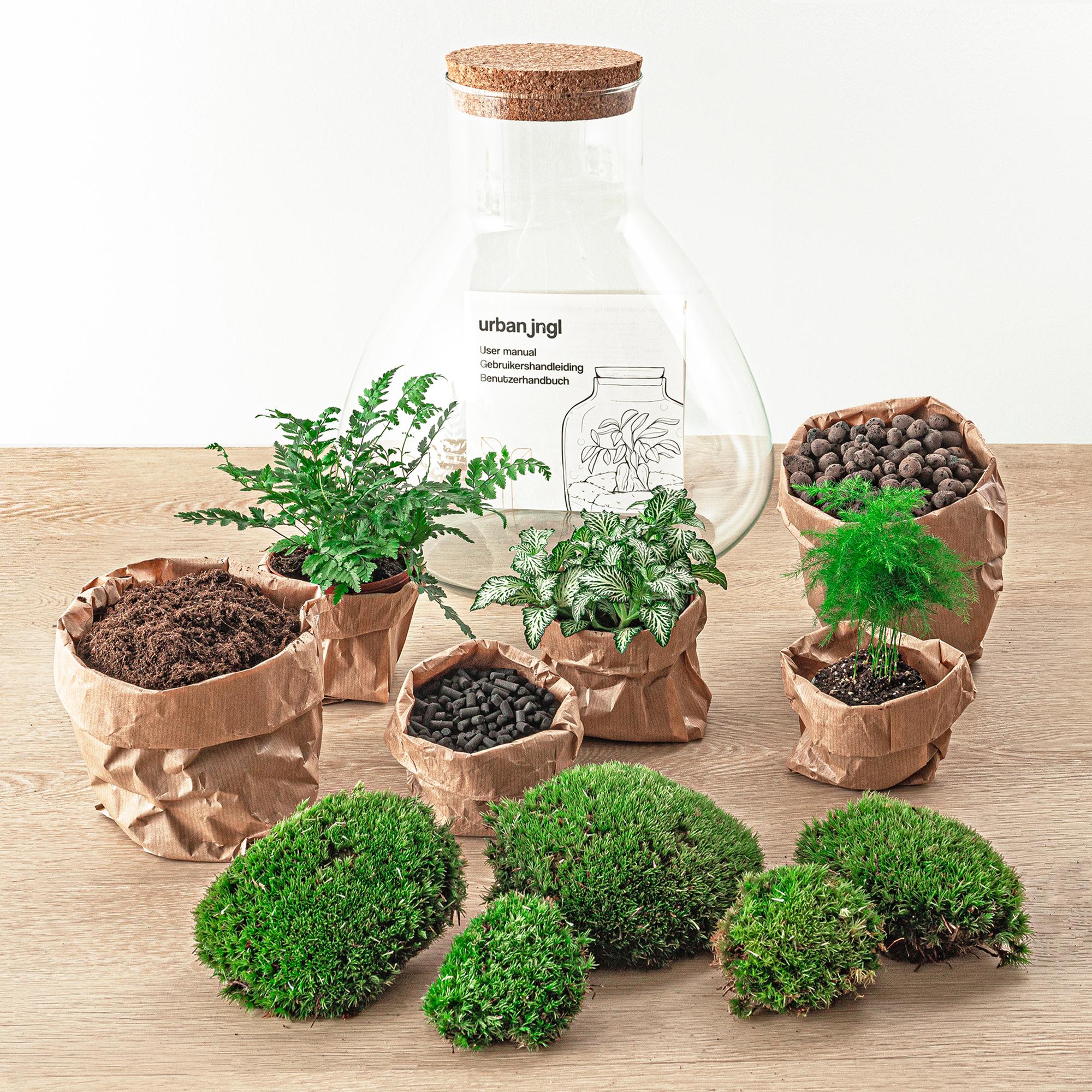 DIY terrarium - Sam XL - ↕ 35 cm - Normal, met verschillende kamerplanten, mos en potten, inclusief glazen pot.