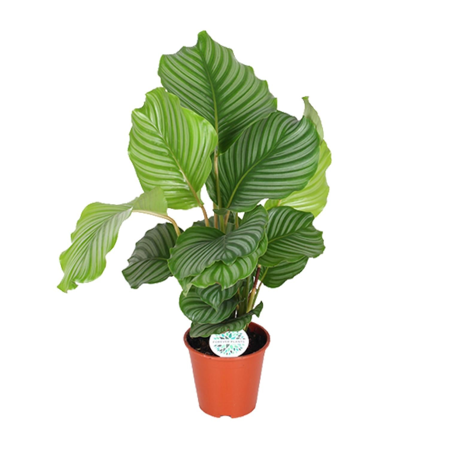 Calathea Orbifolia - Ø17cm - ↕60cm in a terracotta pot, showcasing large, green leaves with silver stripes, perfect as a kamerplant.